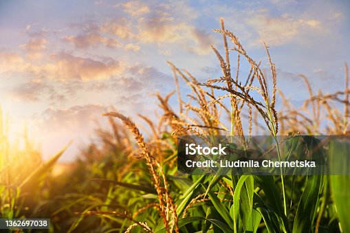 istock Sunlit corn field under beautiful sky with clouds, closeup view 1362697038