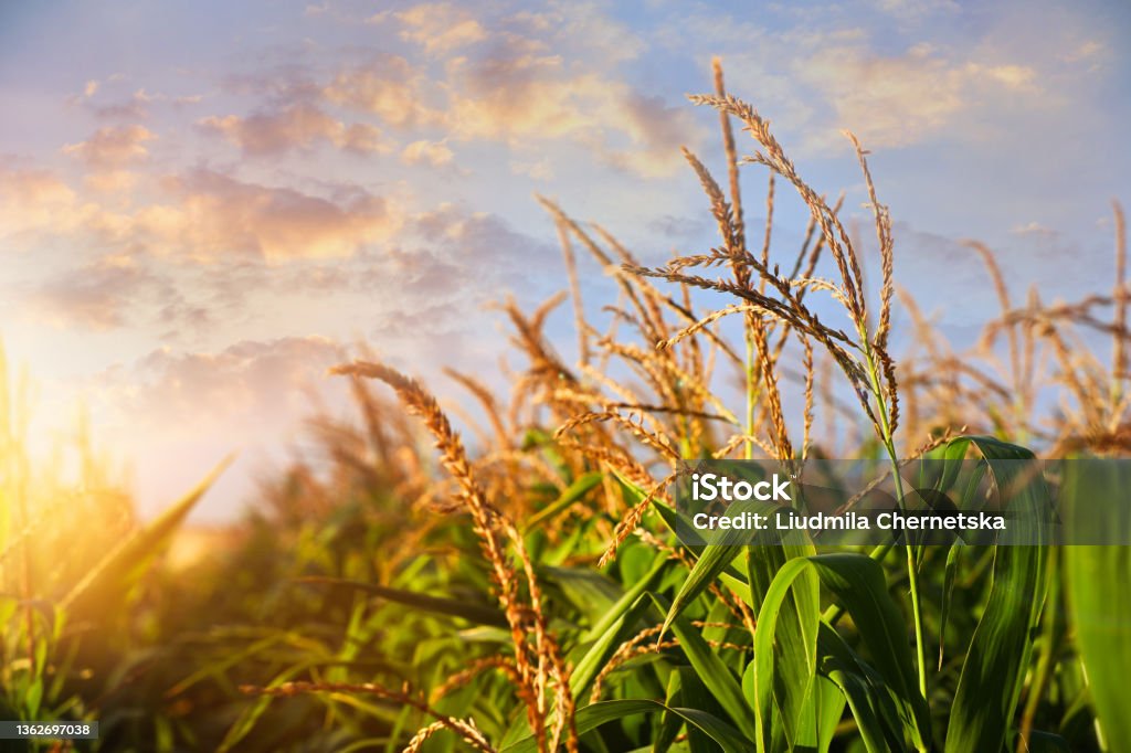 Sunlit corn field under beautiful sky with clouds, closeup view Corn - Crop Stock Photo