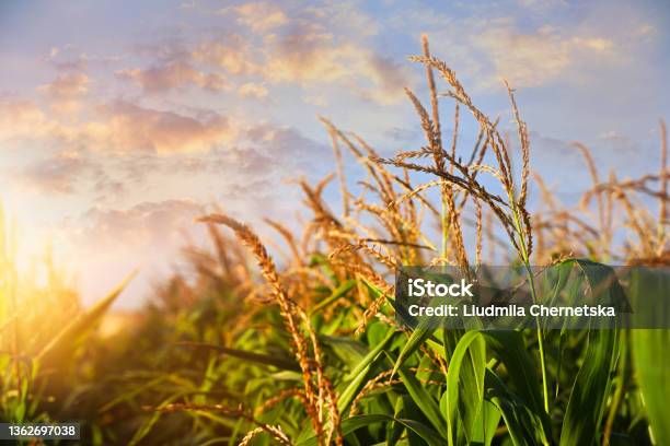 Sunlit Corn Field Under Beautiful Sky With Clouds Closeup View Stock Photo - Download Image Now