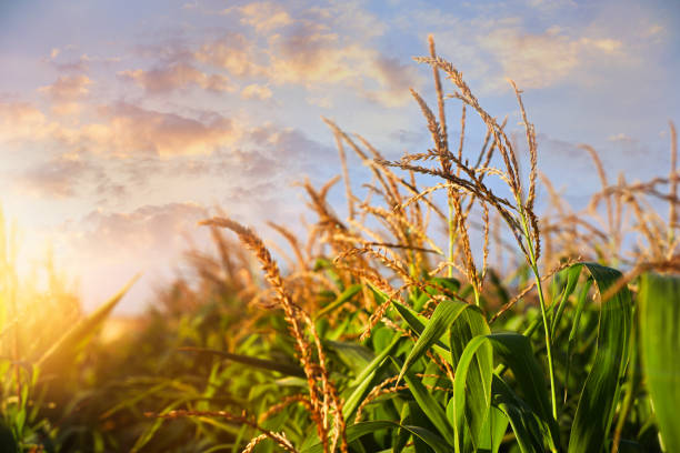 залитое солнцем кукурузное поле под красивым небом с облаками, вид крупным планом - corn стоковые фото и изображения