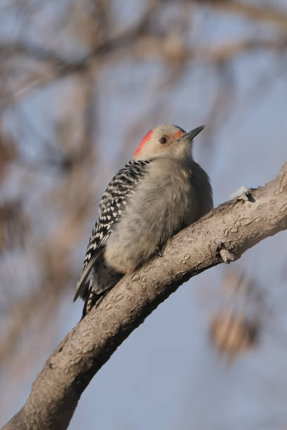 istock Red-Bellied Woodpecker 1362698305