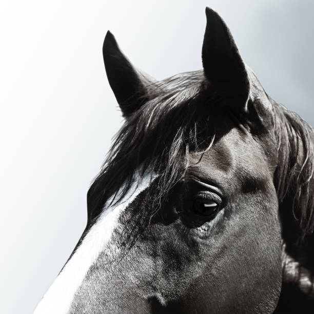 istock Beautiful pet horse on grey background, closeup 1362699219