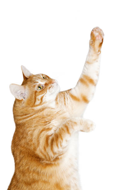 istock Closeup view of ginger cat pulls up his paw and look up. Isolated on white background. 1362699770
