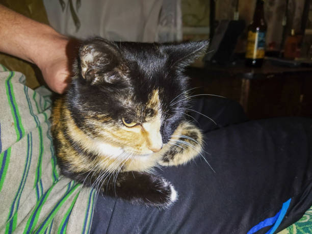 Cat lies on the owner's lap