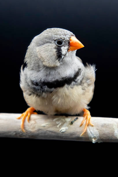 Female Zebra Finch A close up of a female Zebra Finch against a black background zebra finch stock pictures, royalty-free photos & images