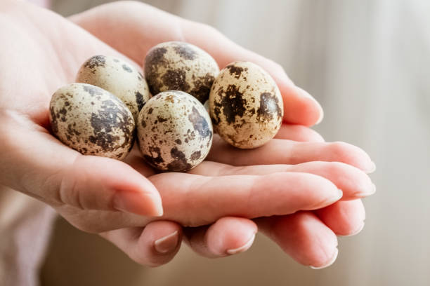 istock Small quail eggs on woman palm of hands 1362702585