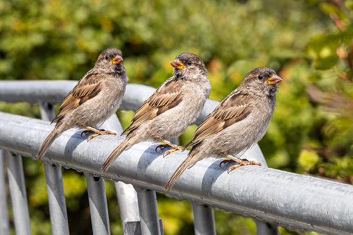 A group of sparrows is sitting on a gray metal fence in a summer garden