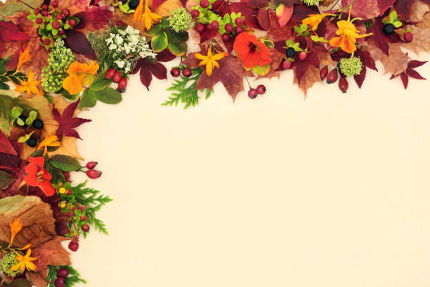 istock Beauty of Fall Autumn Leaf Colours Background Border 1362703932
