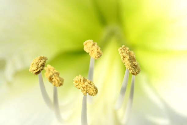 istock close-up of stems white ammaryllis 136270397