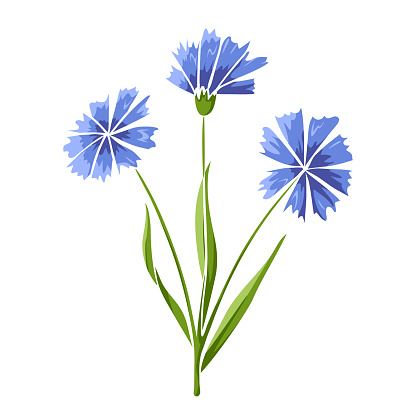Cornflower, blooming plant on isolated white background. Colored hand drawn sketch, blue buds, green stem and leaves. Floral vector for botany illustration, natural summer design, screen printing.