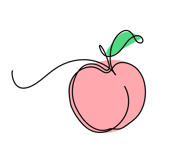 ilustraciones, imágenes clip art, dibujos animados e iconos de stock de color de la línea de dibujo albaricoque (melocotón, nectarina, ciruela) sobre el fondo blanco - nectarine