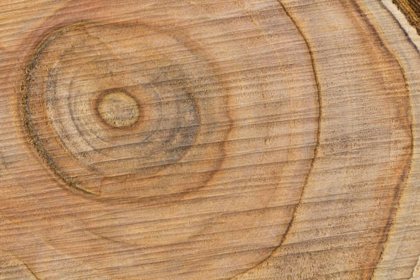 istock beautiful texture of saw cut fruit tree close-up, top view, place for text 1362704753