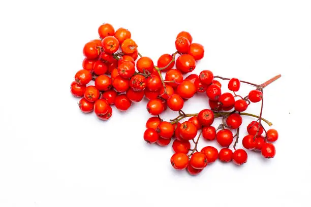 A branch of ripe red rowan berries on white, close-up.
