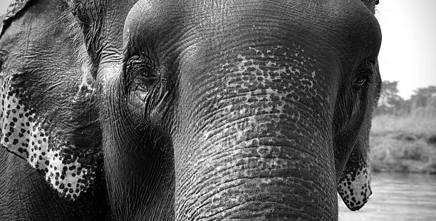 istock Portrait of an Indian Elephant 136270557