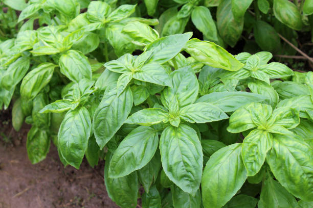 Growing basil in the vegetable garden