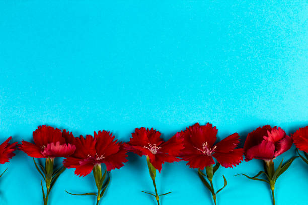 istock Bright red carnations on a blue, floral border, flat lay, copy space 1362705847