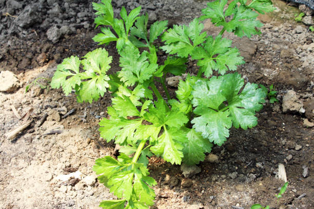 istock Celery in the vegetable garden 1362706003