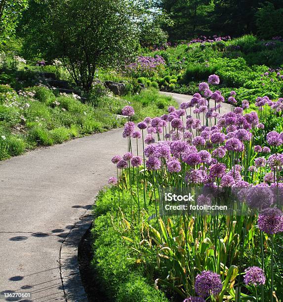 Caminho De Jardim Na Primavera - Fotografias de stock e mais imagens de Cebola - Cebola, Flor de alho, Ao Ar Livre