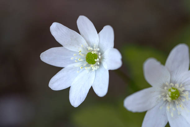 istock Wild white anemones blooming in spring in the forest 1362706804