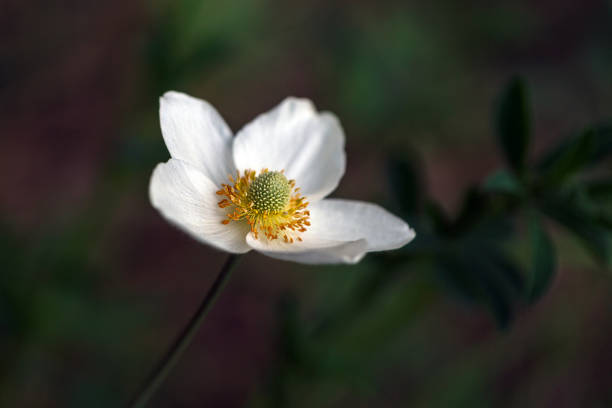 istock Wild white anemones blooming in spring in the forest 1362706842