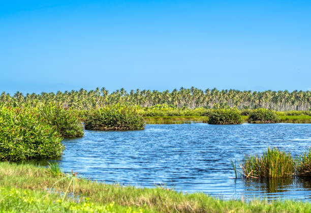 istock Marshy tropical pond with cocnut trees in the horizon. 1362706919
