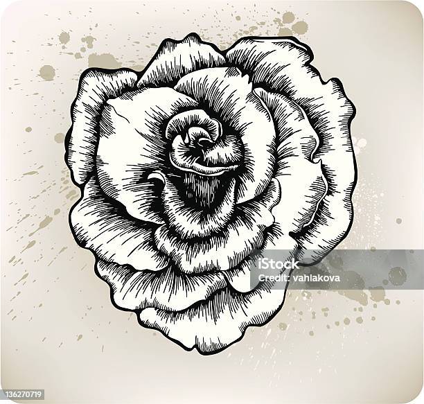 Ilustración de Rose De La Mano Con El Dibujo Ilustración Vectorial y más Vectores Libres de Derechos de Color negro