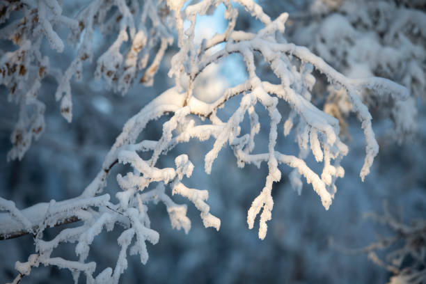 istock snow covered branches. A frost and snow covered forest with sunset light 1362707458