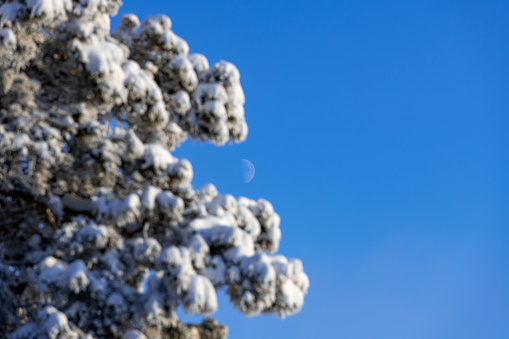 A crescent moon through the silhouetted snowed branches of a pine tree