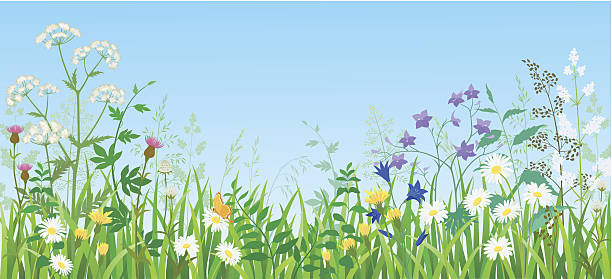 ilustrações, clipart, desenhos animados e ícones de de verão meadow - wildflower