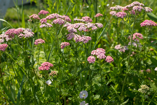 Yarrow flowers on summer meadow, selective focus. Colorful field with light pink flowers of yarrow for design or project. A bloom yarrow meadowland for publication, poster, calendar, post, screensaver, wallpaper, postcard, card, banner, cover, website. High quality photo