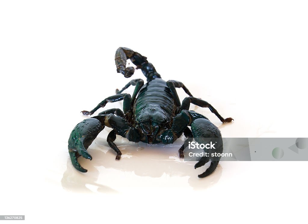 scorpion noir - Photo de Agression libre de droits