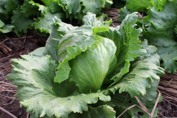 istock Lettuce in the vegetable garden 1362708631