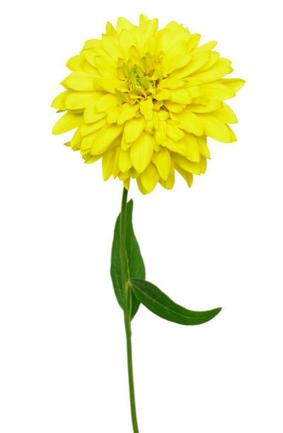 istock Rudbeckia laciniata flower 1362708973