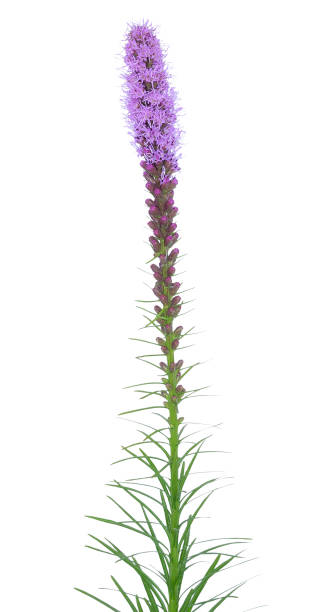 Liatris spicata flower stock photo