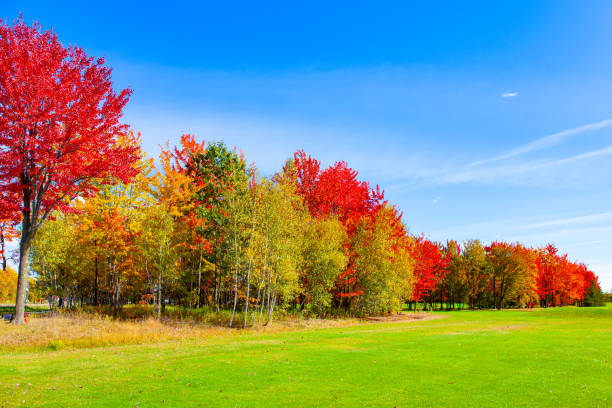 istock The green- yellow grass 1362711068