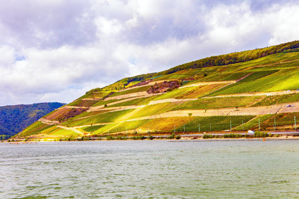 istock The well groomed vineyards 1362711070