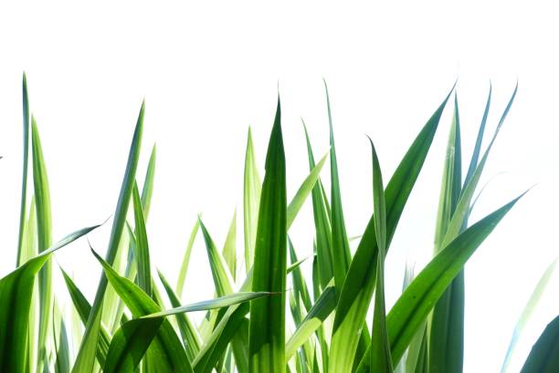 istock Tropical plant leaves with sunlight on white isolated background 1362711329