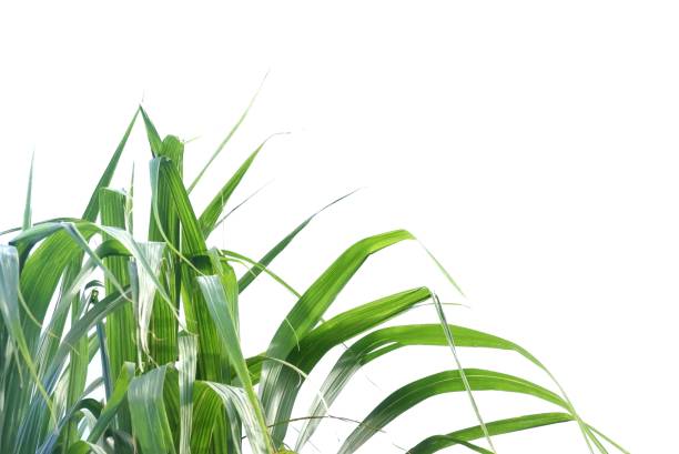 istock In selective focus of a sugar cane leaves on white isolated with copy space 1362711366