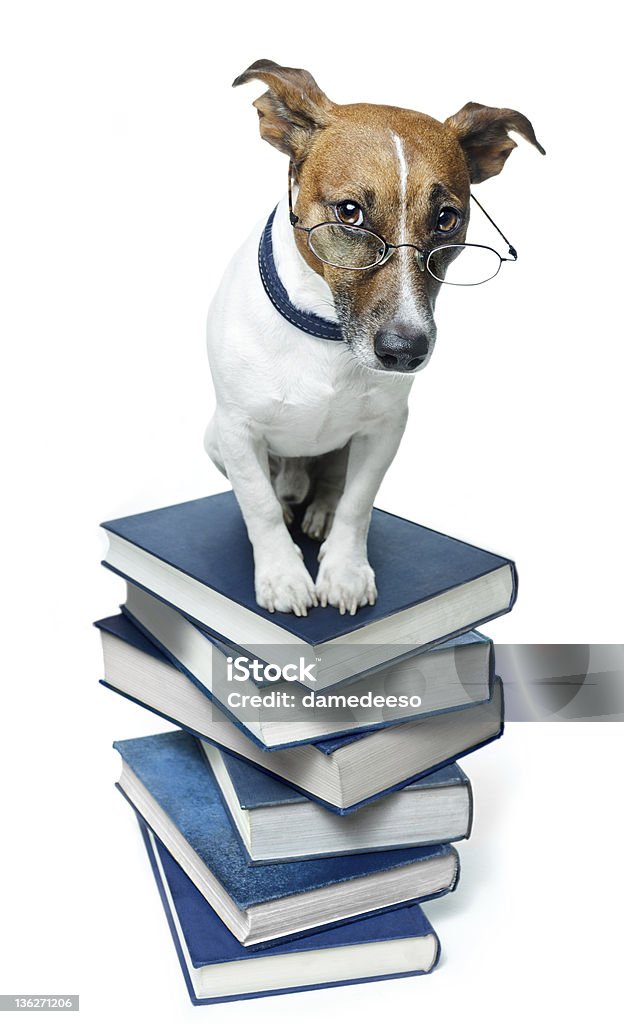 Perro en pila de libro - Foto de stock de Doctor libre de derechos