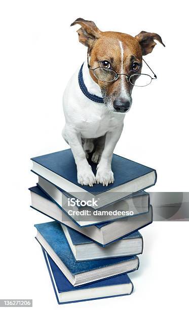 Cão No Livro De Pilha - Fotografias de stock e mais imagens de Doutor - Doutor, Amontoar, Animal