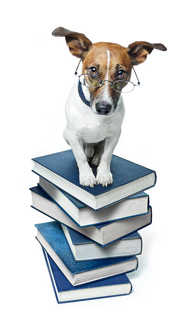 istock A dog with spectacles on top of a stack of blue books 136271212