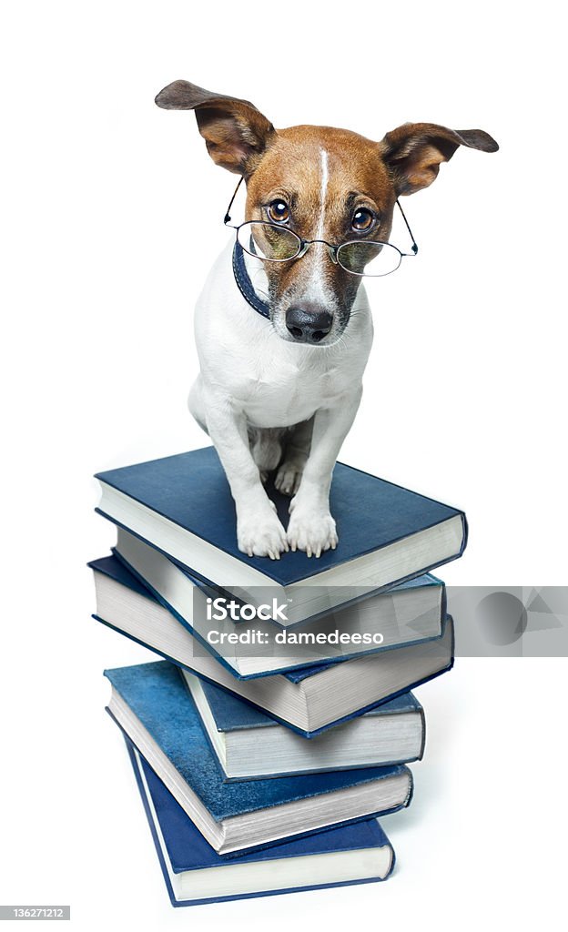 Pies z stos książek - Zbiór zdjęć royalty-free (Książka)