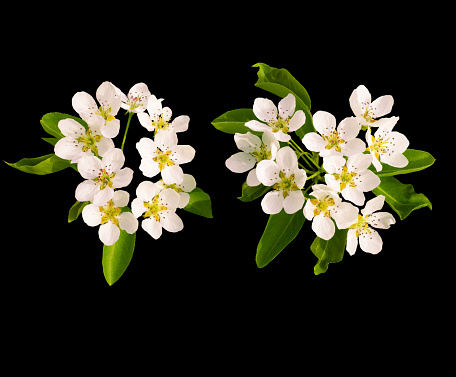 Beautiful pear tree flowers in blossom isolated on black background for graphic materials