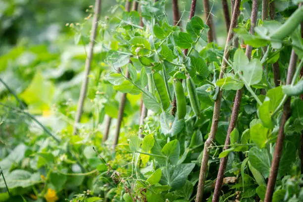 Close up shot of green peas growing in the garden. Selective focus. Growing peas outdoors and blurred background.