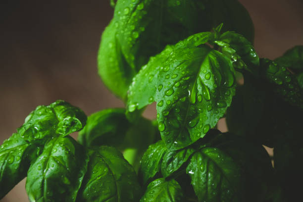 istock Basil. Herb. Fresh green leaves. Basil as home plant. 1362713732