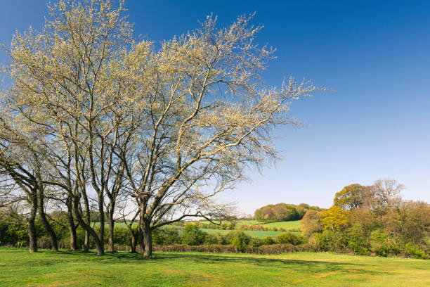 Blue skies over vibrant green pasture, farmland, fields and hedgerows in a picturesque rural panorama.