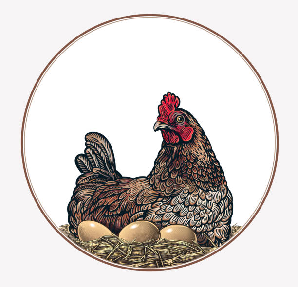 illustrazioni stock, clip art, cartoni animati e icone di tendenza di madre gallina sul nido - head quarters