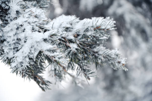 istock Blue spruce branch under freshly fallen snow. Christmas tree. 1362715483