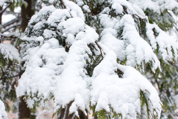 istock white fluffy snow on spruce trees. Snowy winter 1362715967