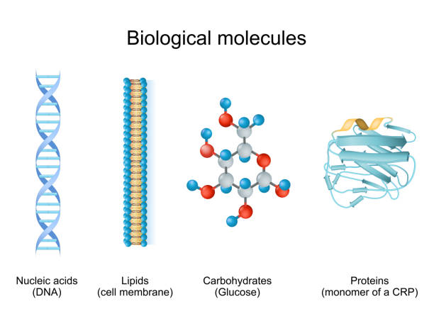 ilustraciones, imágenes clip art, dibujos animados e iconos de stock de tipos de moléculas biológicas: carbohidratos, lípidos, ácidos nucleicos y proteínas - dna genetic research biology molecular structure